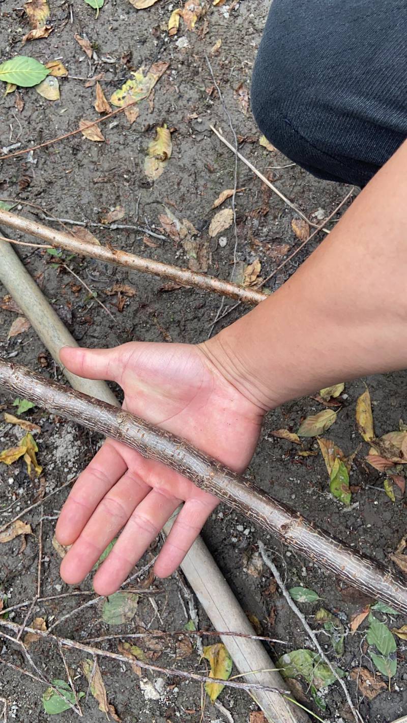 樱花树苗批发直销工程树苗量大的来
