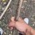 樱花树苗批发直销工程树苗量大的来