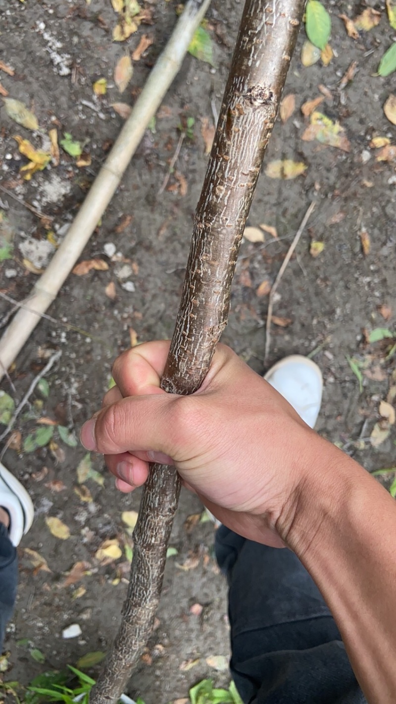樱花树苗批发直销工程树苗量大的来