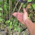 樱花树苗批发直销工程树苗量大的来