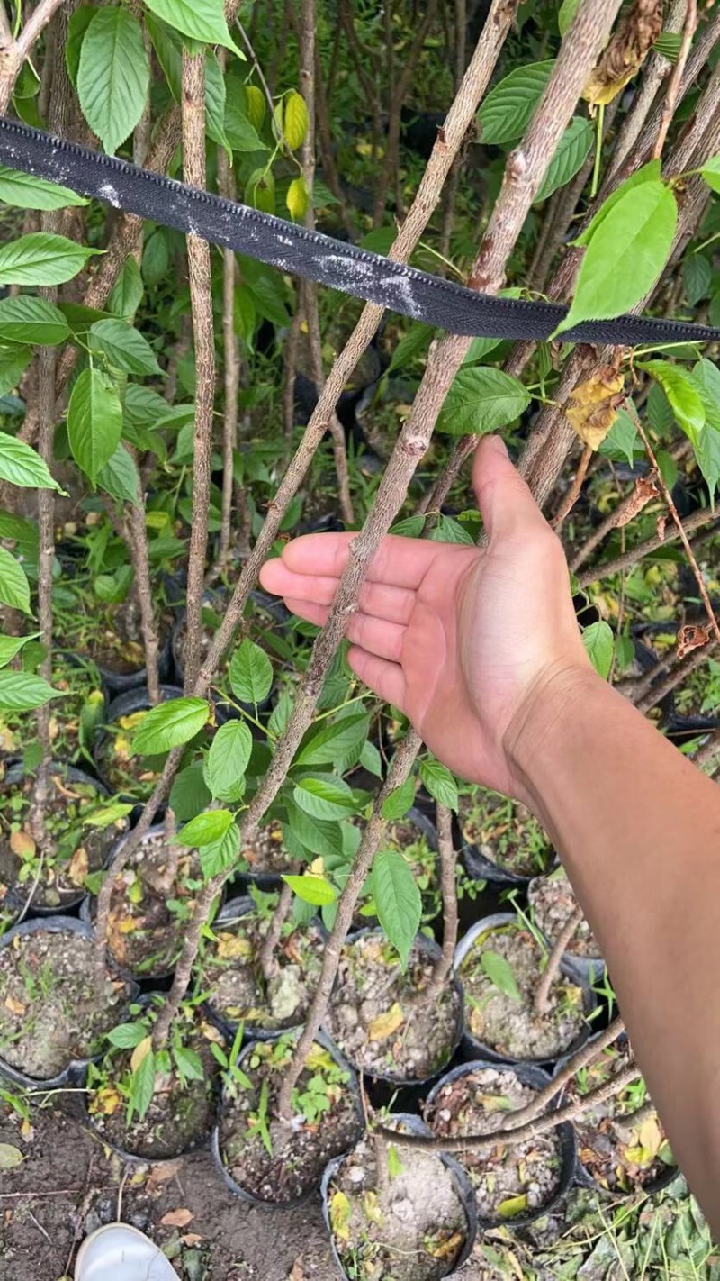 樱花树苗批发直销工程树苗量大的来
