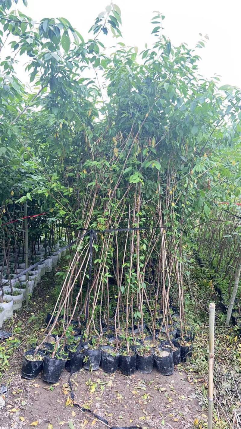 樱花树苗批发直销工程树苗量大的来