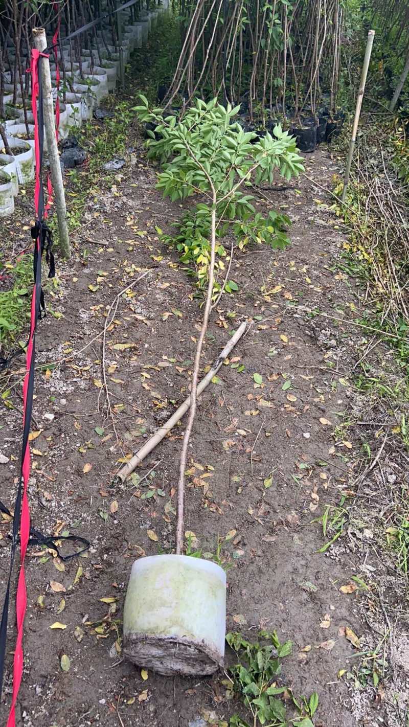 樱花树苗批发直销工程树苗量大的来