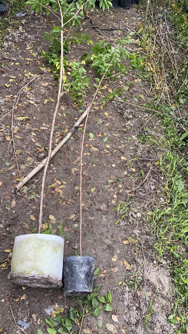 樱花树苗批发直销工程树苗量大的来