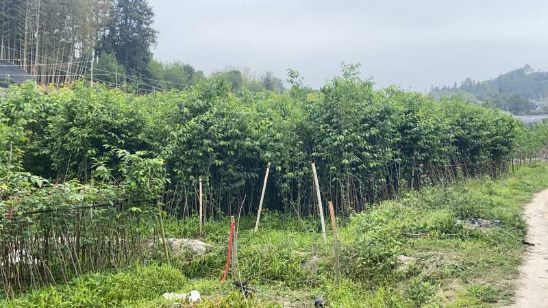 樱花树苗批发直销工程树苗量大的来