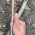 樱花树苗批发直销工程树苗量大的来