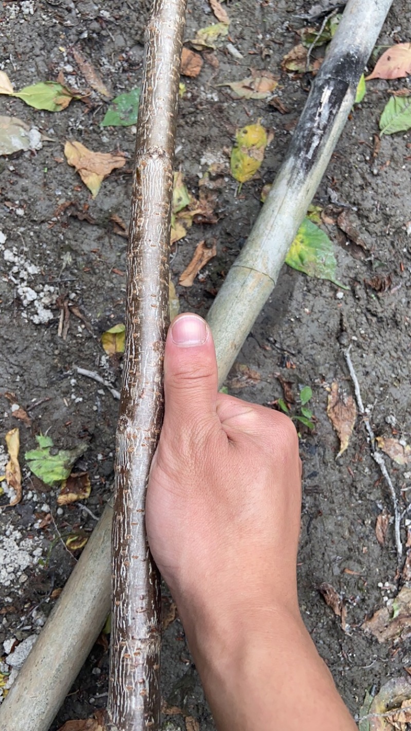 樱花树苗批发直销工程树苗量大的来