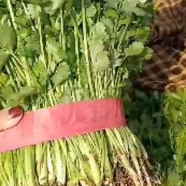 香菜，河北邯郸永年区香菜种植基地大量供应，品质保证