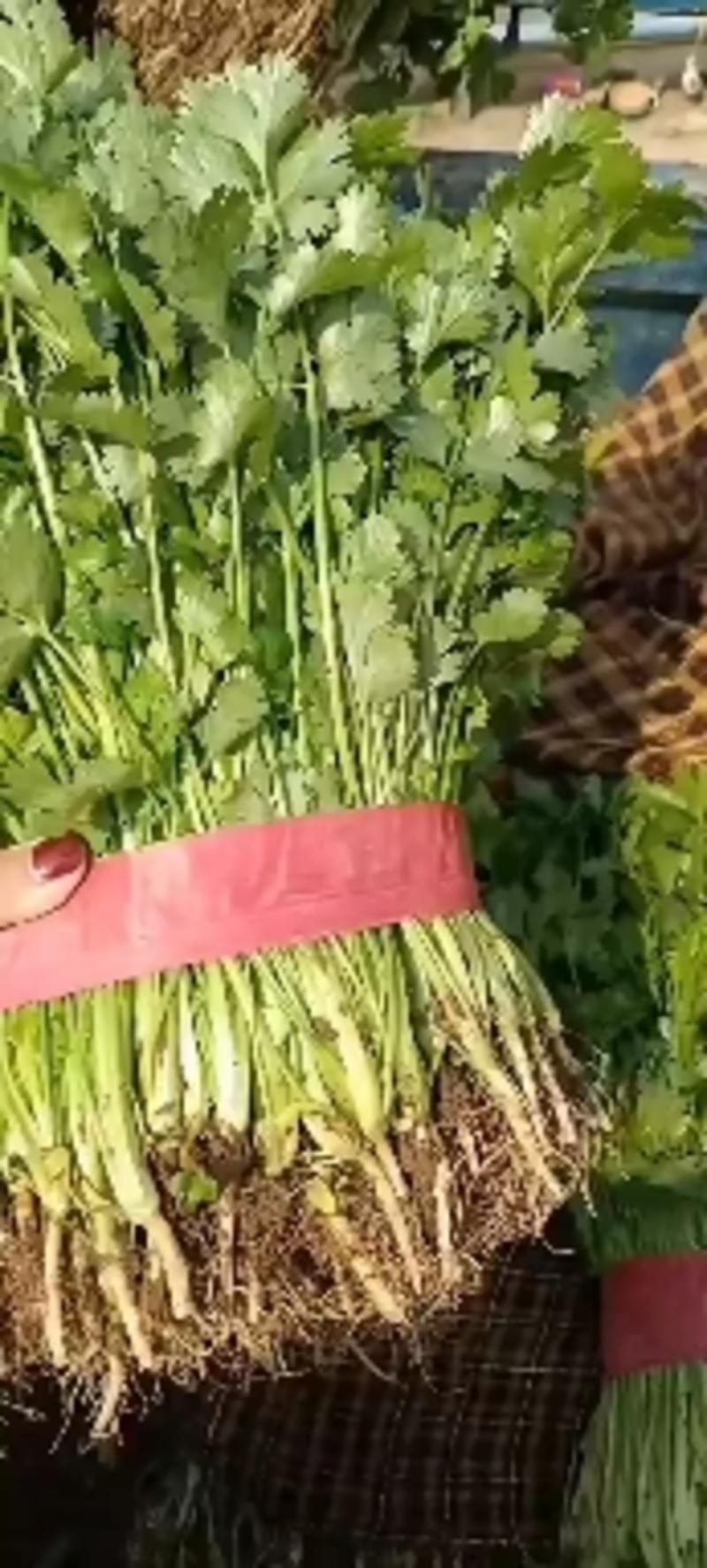 香菜，河北邯郸永年区香菜种植基地大量供应，品质保证