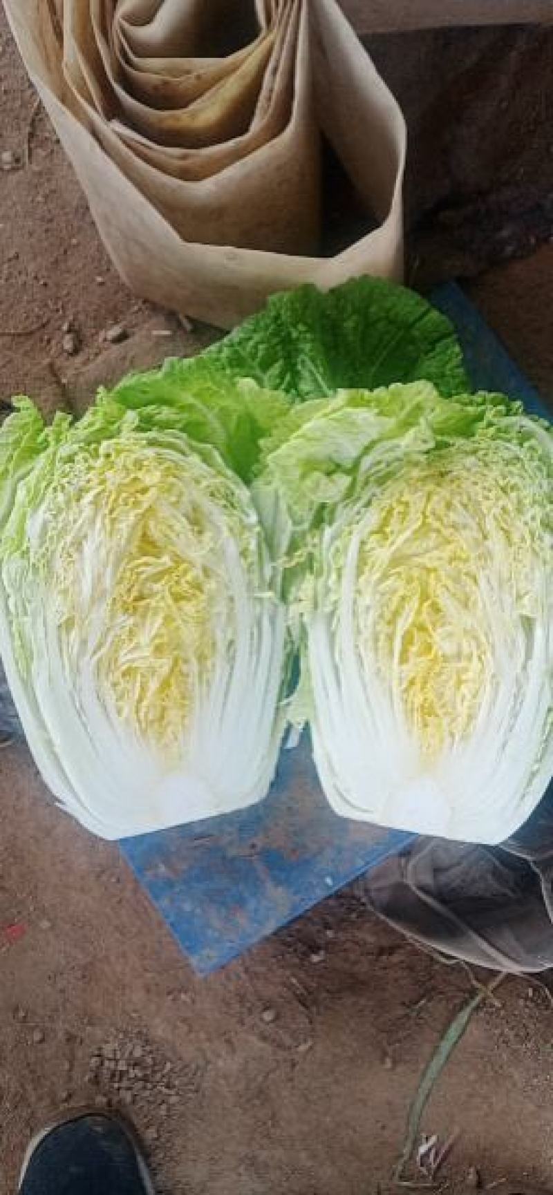 河北临漳万亩黄心大白菜基地合作共赢代发全国