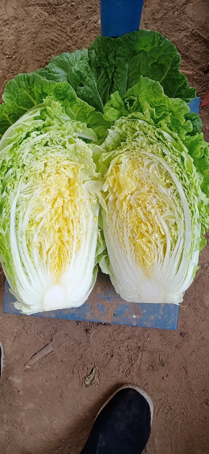 河北临漳万亩黄心大白菜基地合作共赢代发全国