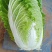 河北临漳万亩黄心大白菜基地合作共赢代发全国