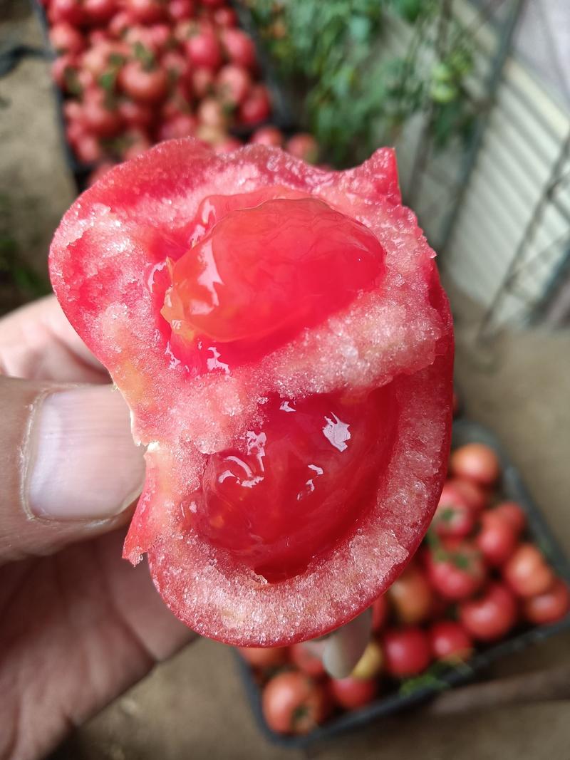 辽宁凌海西红柿头茬以开始上市出货，质量好无公害口感纯正