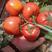 辽宁凌海西红柿头茬以开始上市出货，质量好无公害口感纯正