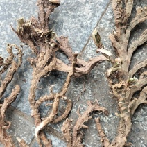 纯野生高含量石菖蒲水葛蒲天然无污染全干新货