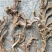 高山纯野生高海拔高含量石菖蒲天然无污染全干新货