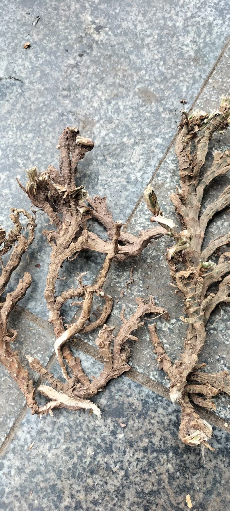 高山纯野生高海拔高含量石菖蒲天然无污染全干新货