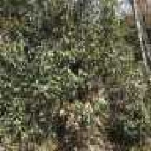 高山野茶，每天两百斤，找诚信老板，合作共赢。