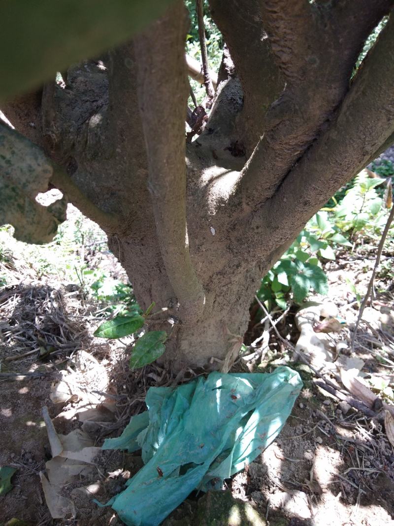 高山野茶，每天两百斤，找诚信老板，合作共赢。