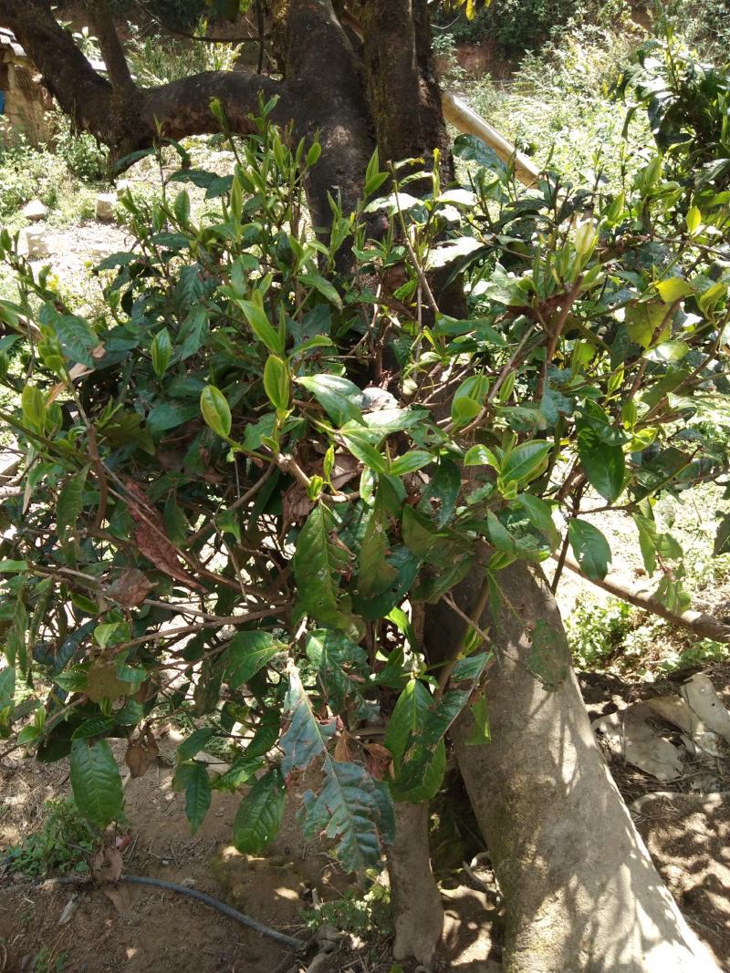 高山野茶，每天两百斤，找诚信老板，合作共赢。