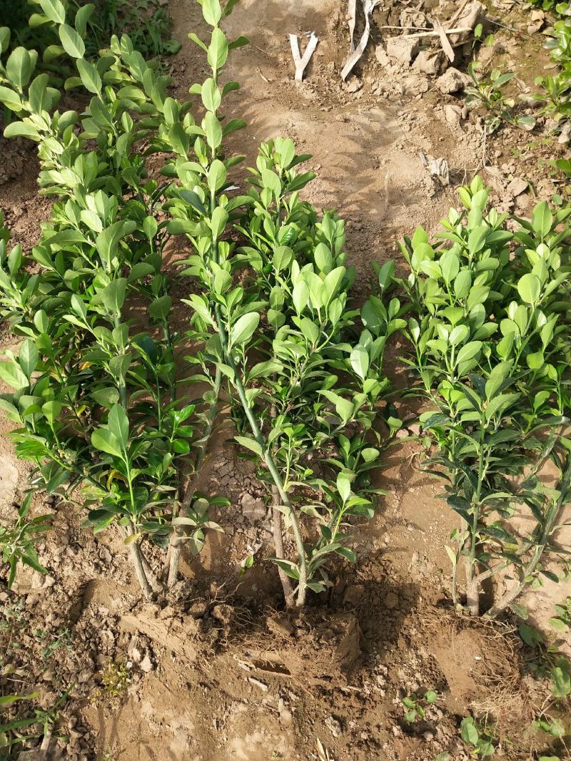 自家苗圃大量出售冬青大叶黄杨50至80公分大量供应