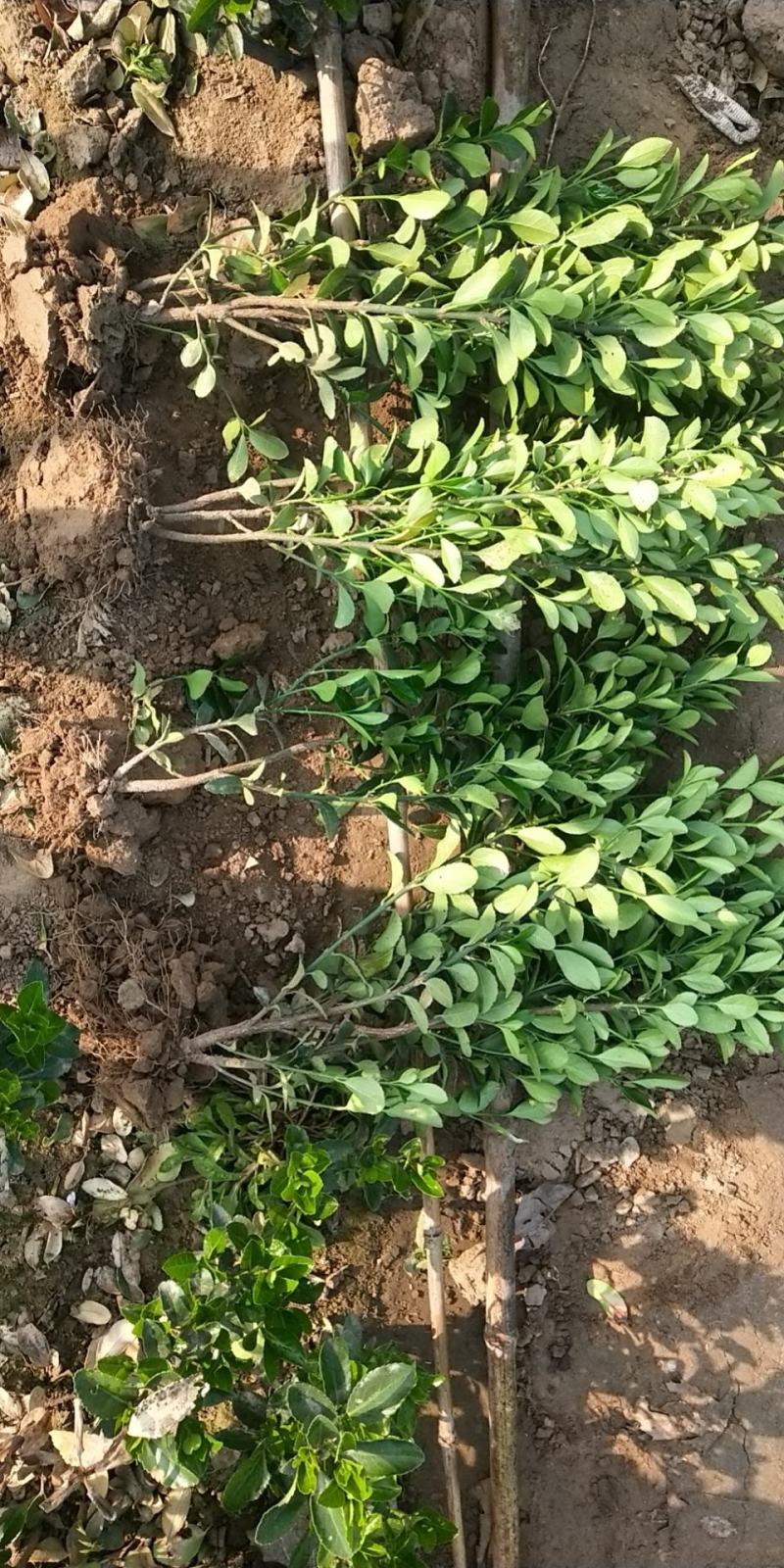 自家苗圃大量出售冬青大叶黄杨50至80公分大量供应