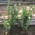 自家苗圃大量出售冬青大叶黄杨50至80公分大量供应
