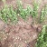 自家苗圃大量出售冬青大叶黄杨50至80公分大量供应