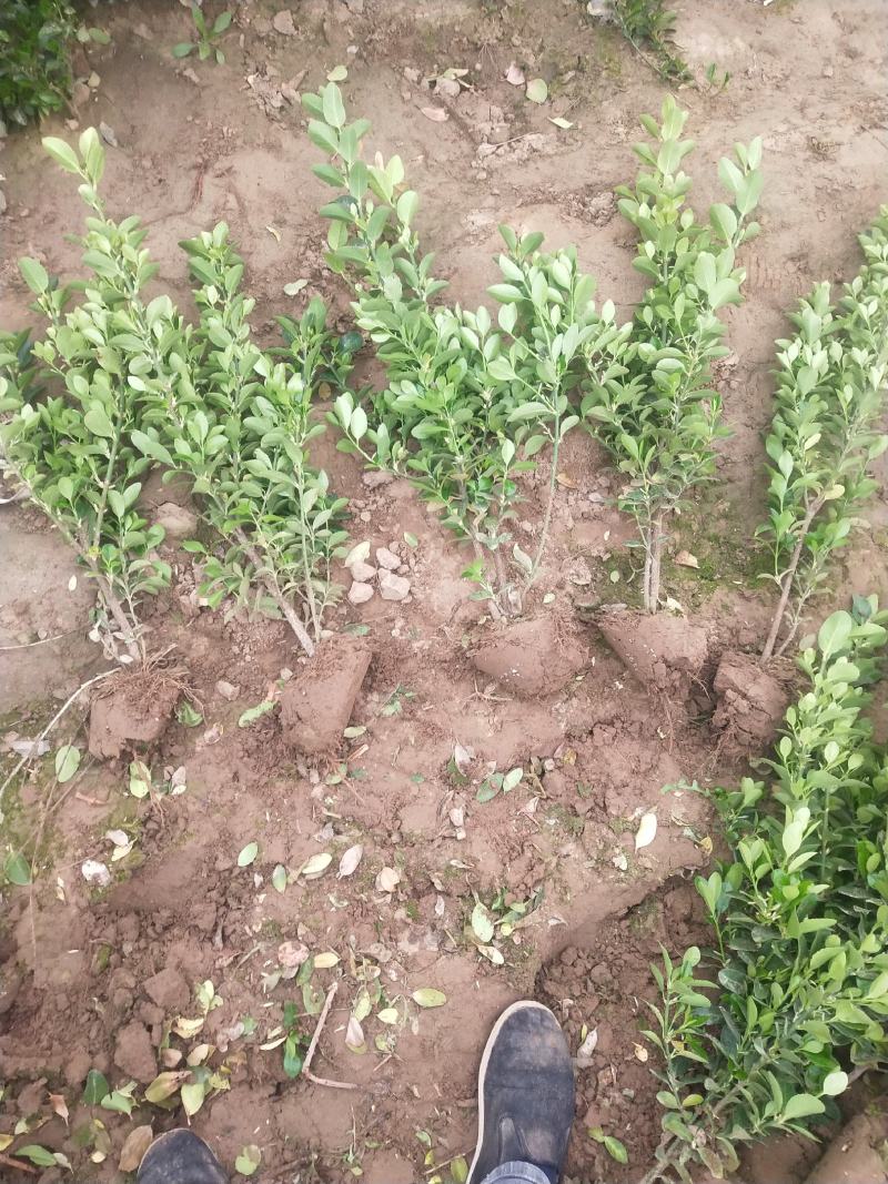 自家苗圃大量出售冬青大叶黄杨50至80公分大量供应