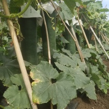 儋州明发瓜果菜合作社