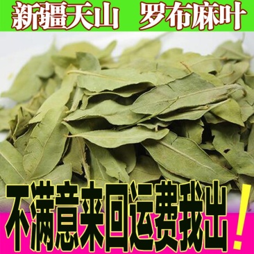 新疆野生罗布麻叶散装罗布麻叶子正宗罗布麻茶