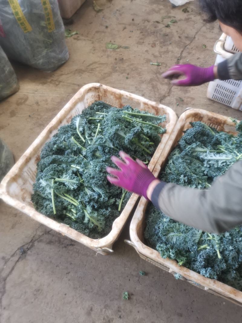 羽甘兰新鲜蔬菜沙拉，炸汁