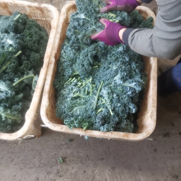 羽甘兰新鲜蔬菜沙拉，炸汁
