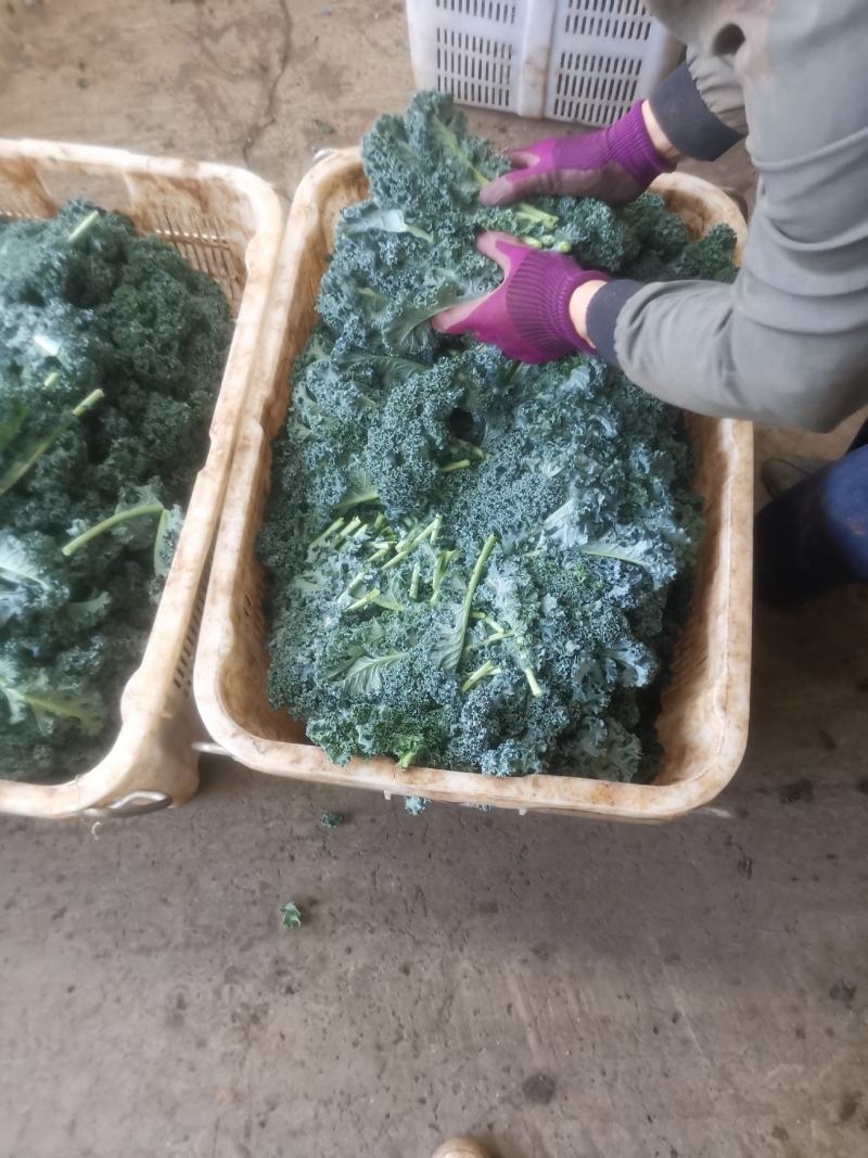 羽甘兰新鲜蔬菜沙拉，炸汁