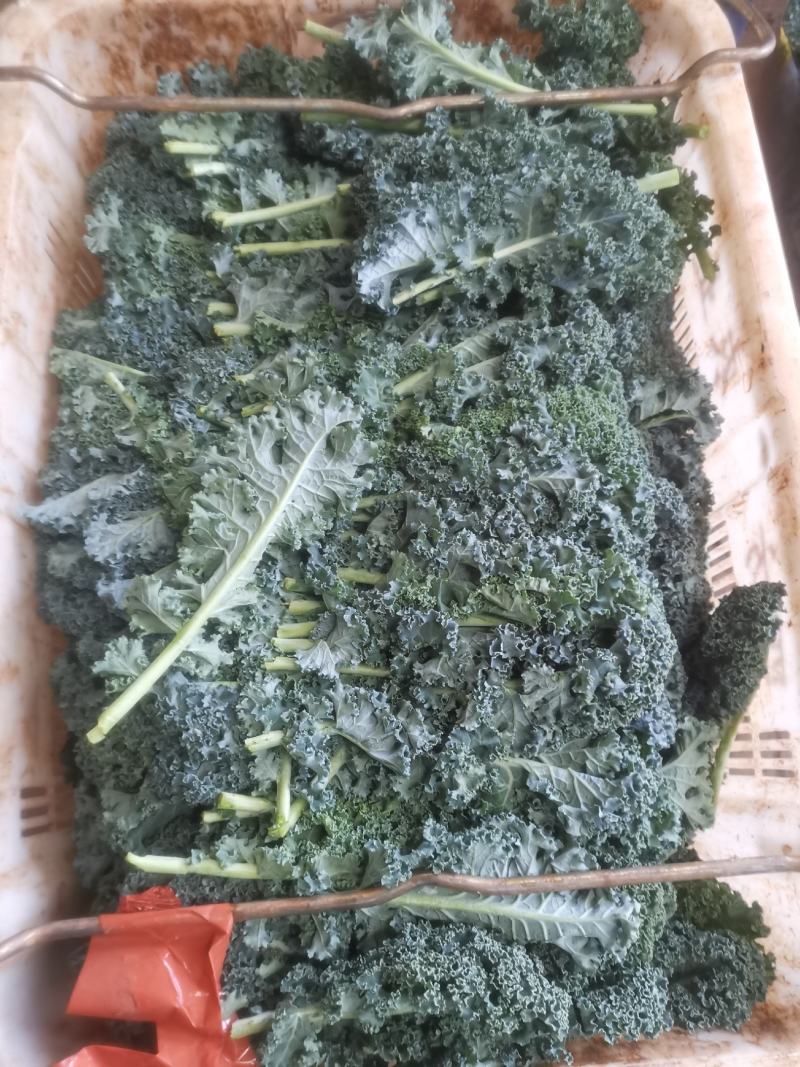 羽甘兰新鲜蔬菜沙拉，炸汁
