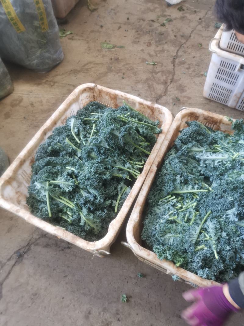 羽甘兰新鲜蔬菜沙拉，炸汁