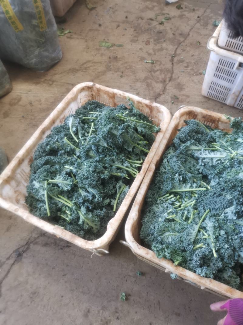 羽甘兰新鲜蔬菜沙拉，炸汁