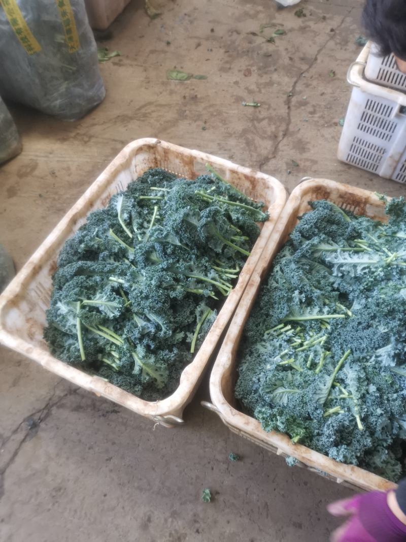 羽甘兰新鲜蔬菜沙拉，炸汁