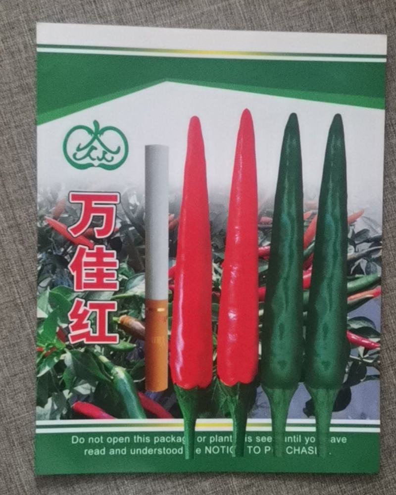 朝天椒大果型辣椒苗辣椒苗朝天椒苗线椒苗