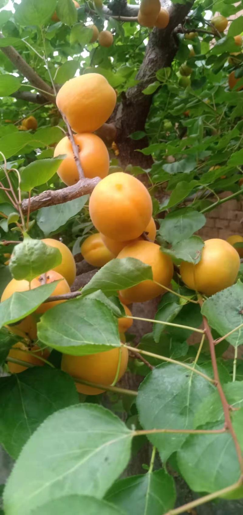 山西大金太阳杏货源充足质量好
