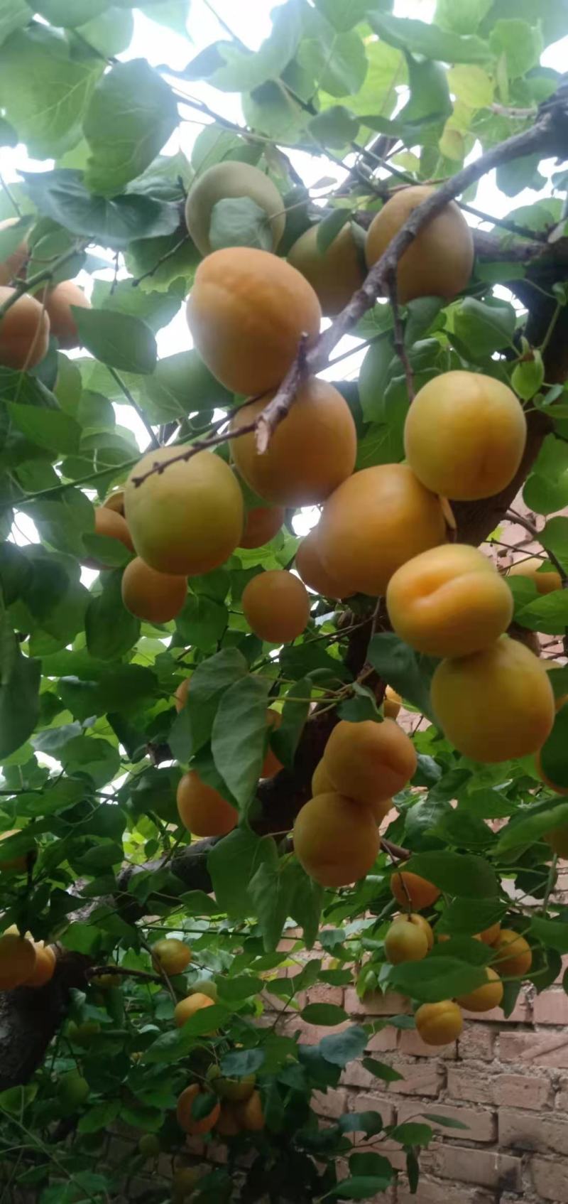 山西大金太阳杏货源充足质量好