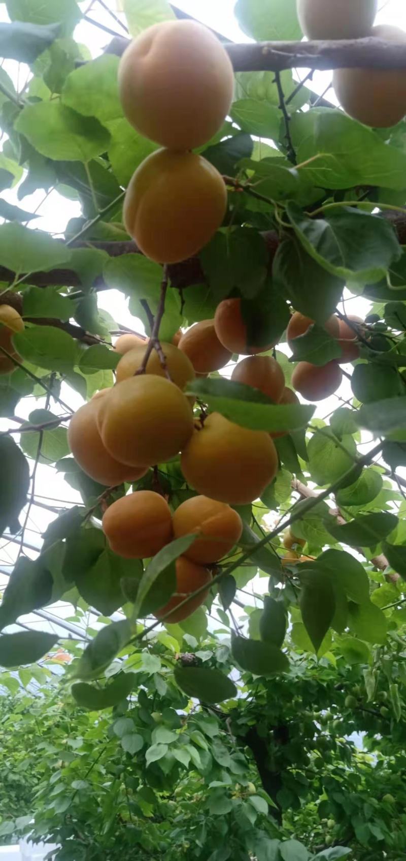 山西大金太阳杏货源充足质量好