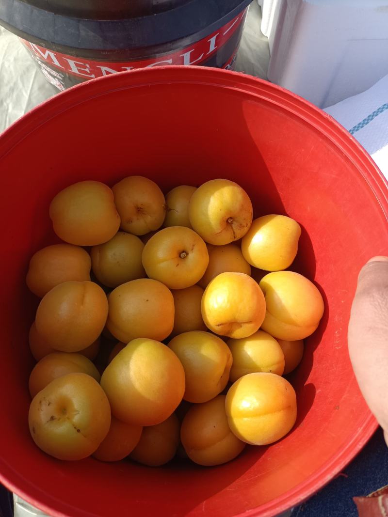 山西大金太阳杏货源充足质量好