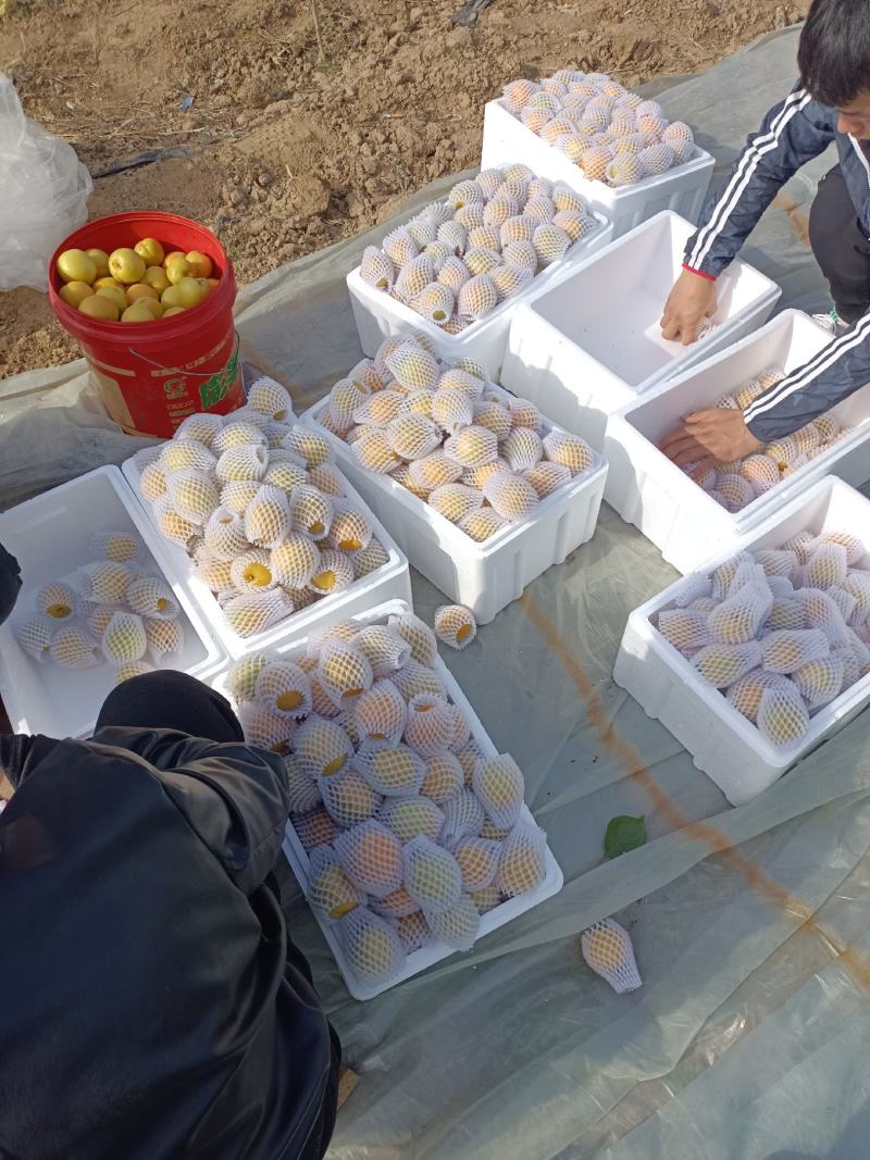 山西大金太阳杏货源充足质量好
