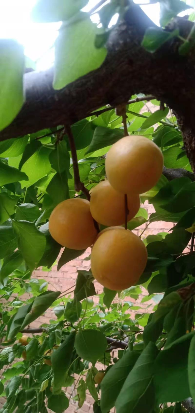 山西大金太阳杏货源充足质量好
