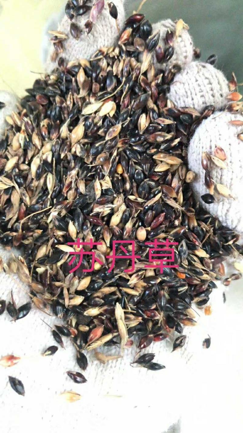 苏丹草种子养鱼，羊，牛等，营养丰富，适应性强