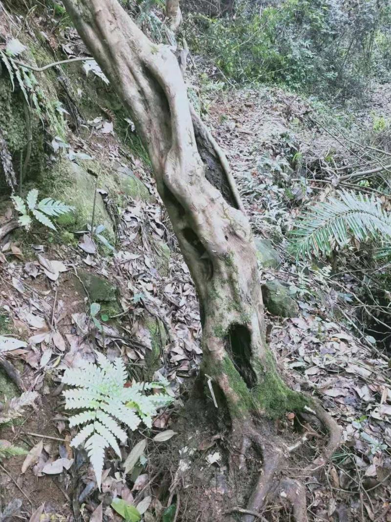 白花檵木桩已移栽成活米径10～35cm造型特好，中，一般