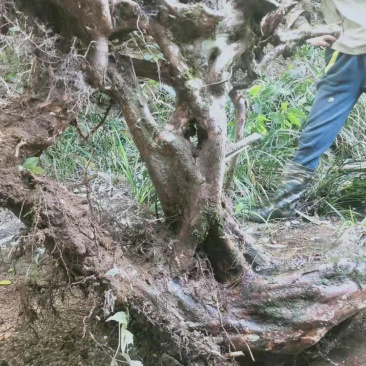 白花檵木桩已移栽成活米径10～35cm造型特好，中，一般