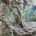 白花檵木桩已移栽成活米径10～35cm造型特好，中，一般