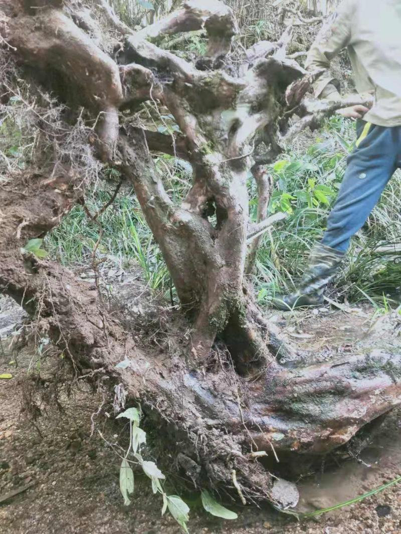 白花檵木桩已移栽成活米径10～35cm造型特好，中，一般